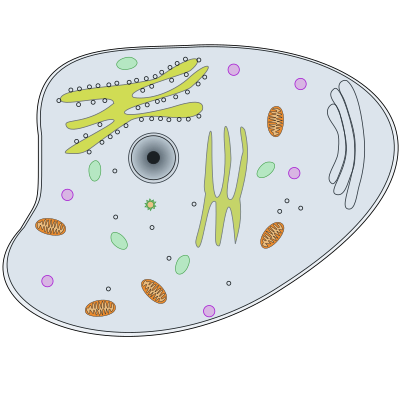 Animal Cell clipart