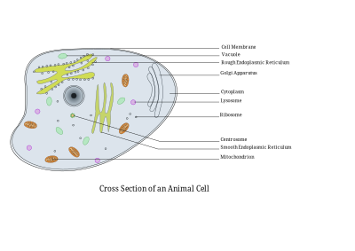 Animal Cell Labelled clipart