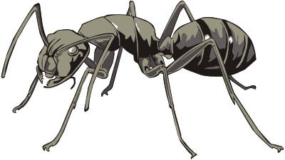 Ant 2 clipart