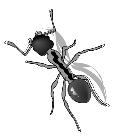 Ant clipart