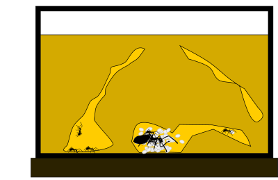 Ant Farm clipart