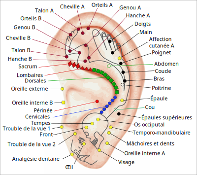 Appareil musculo-squelettique clipart
