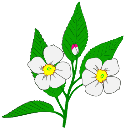 Apple blossom clipart