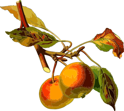 Apple tree 2 (low resolution) clipart