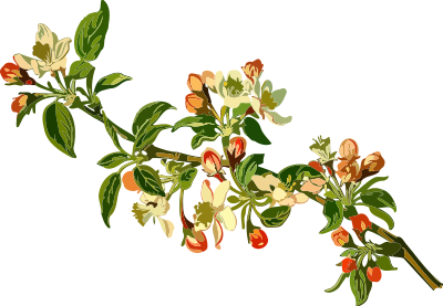 Apple tree (low resolution) clipart