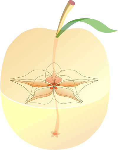AppleAnatomy clipart