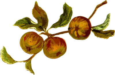 Apples clipart