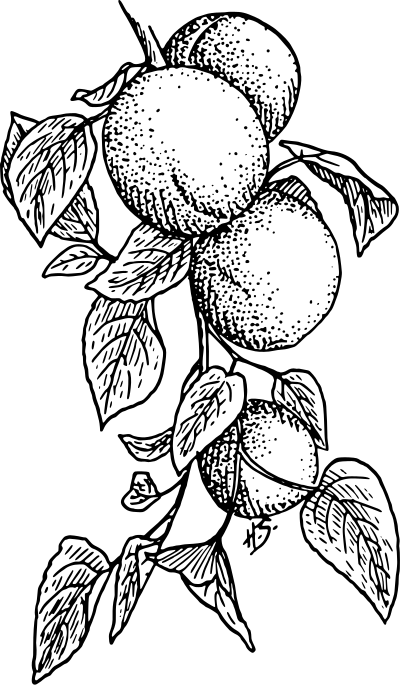 Apricot clipart