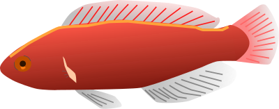 Aquarium fish - Cirrhilabrus jordani clipart