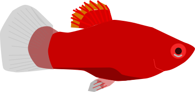 Aquarium fish - Xiphophorus maculatus clipart