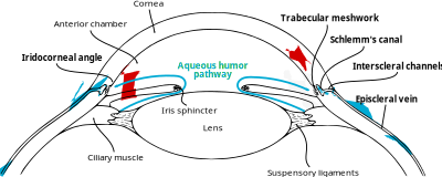 Aqueous humor pathway clipart