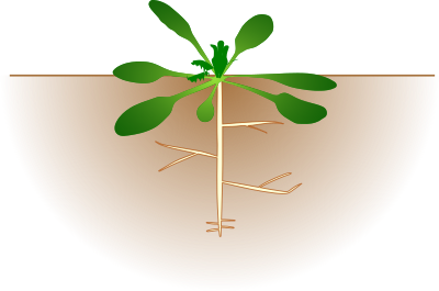 Arabidopsis thaliana clipart