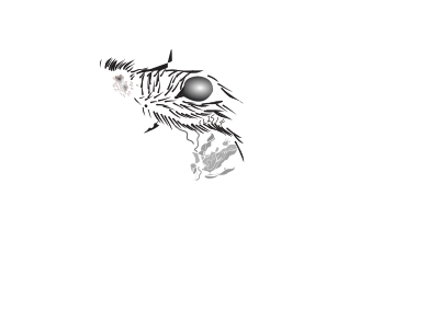 Arara alara clipart