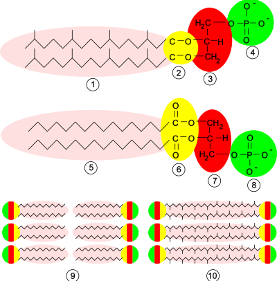 Archaea Membrane clipart