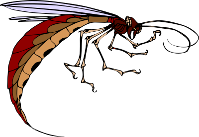 Architetto -- insetto clipart
