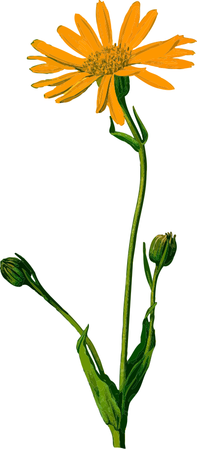 Arnica (detailed) clipart