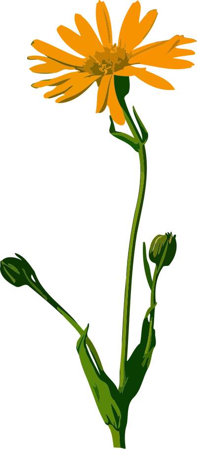 Arnica (low resolution) clipart