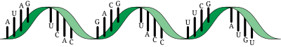 ARNm clipart