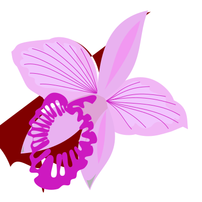Arundina clipart