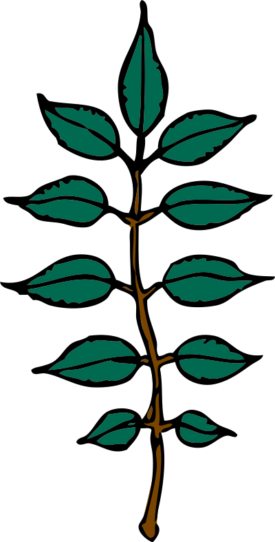 Ash leaves clipart