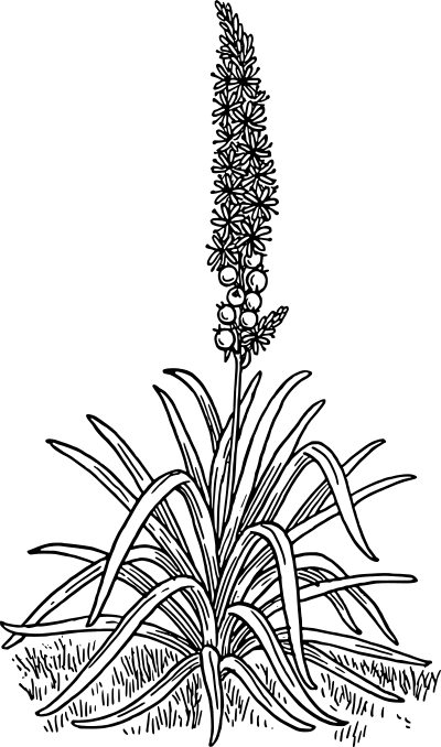 Asphodel clipart