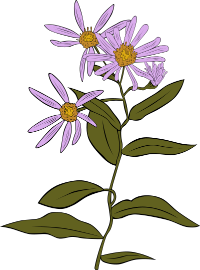 Aster Conspicuus clipart