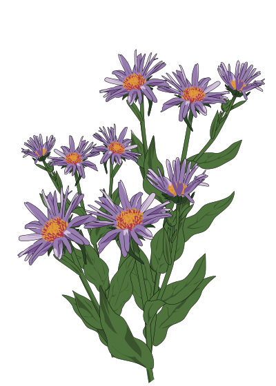 Aster des Pyrenees clipart