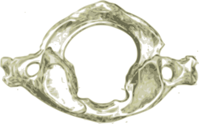 Atlas First human cervical vertebra C1 (First Cervical spine) clipart