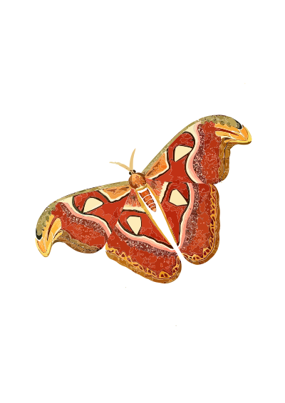Atlas moth - Attacus atlas clipart