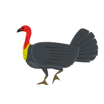 Australian Brush-turkey clipart