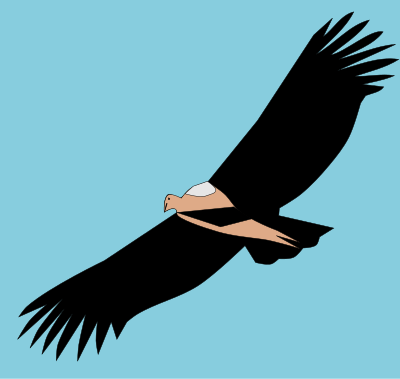 Ave colombiana clipart