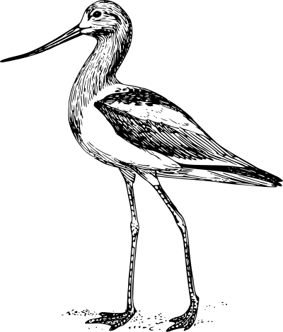 Avocet clipart