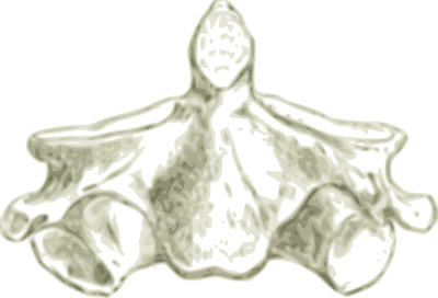 Axis -Human second cervical Vertebra or Spine clipart