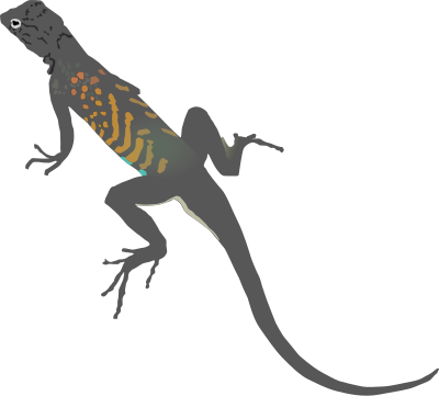 AZ Lizard clipart
