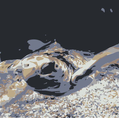 Baby Sea Turtle clipart