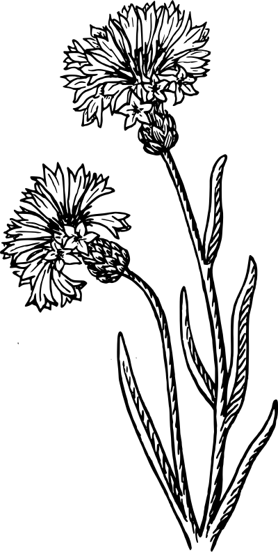 Bachelor's Button clipart