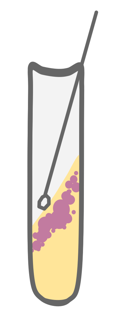 Bacterial Culture Tube clipart