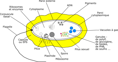 Bacterie clipart