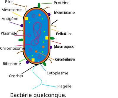 Bactérie - Bacteria clipart