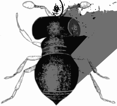Baeus achaearaneus clipart