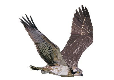 Balbuzard pecheur clipart
