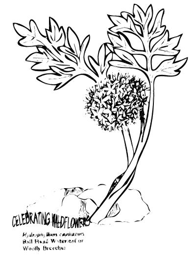 Ballhead Waterleaf clipart