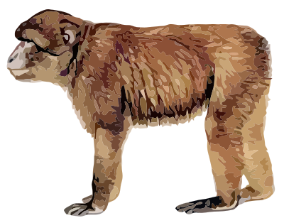 Barbary ape clipart