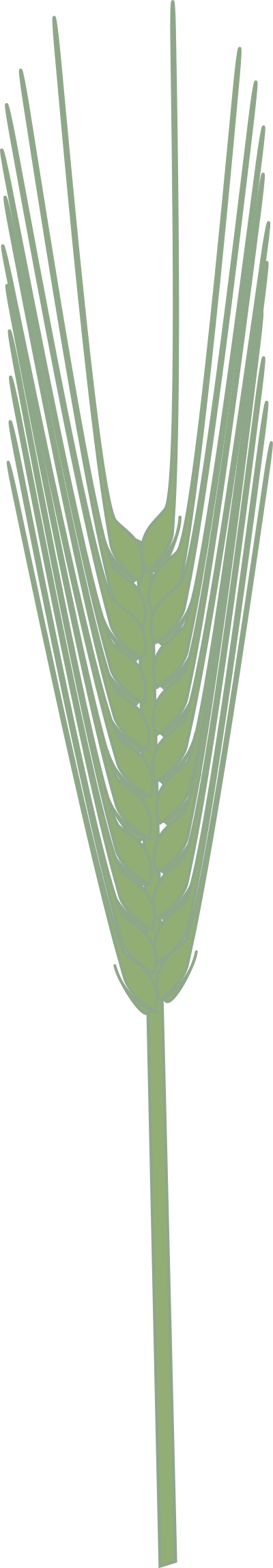 Barley clipart