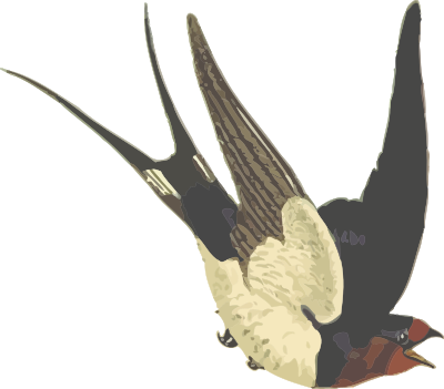 Barn swallow (isolated) clipart