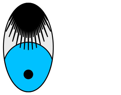 Bashful Eyes—Black Lashes clipart