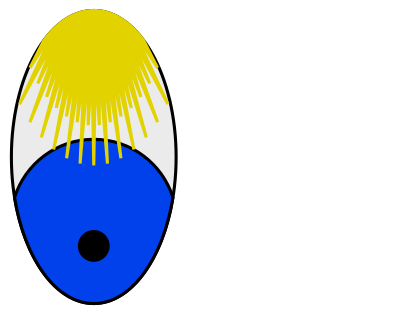 Bashful Eyes—Blond Lashes clipart
