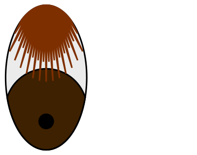 Bashful Eyes—Brown Lashes clipart