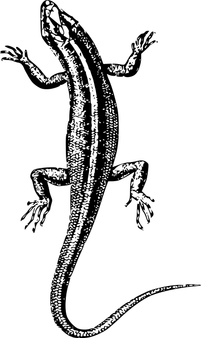 Basic Lizard clipart