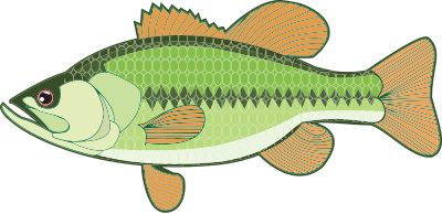 Bass Illustration clipart